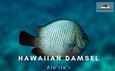 Hawaiian Damsel