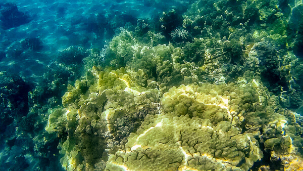 Honolua Bay Coral