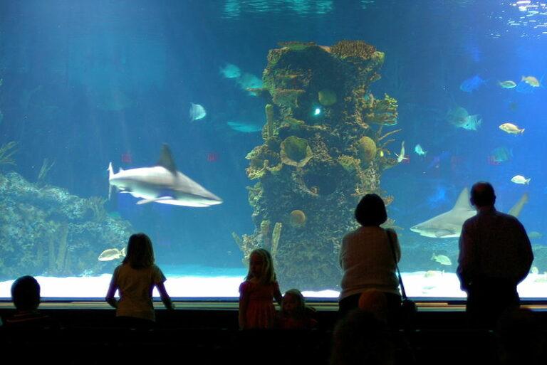 american dream sea life aquarium