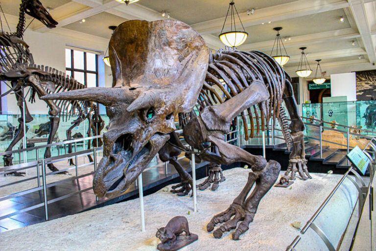 AMNH (3 of 9) | Your USA City Guide