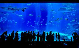 Georgia Aquarium