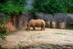 Zoo Atlanta Rhino